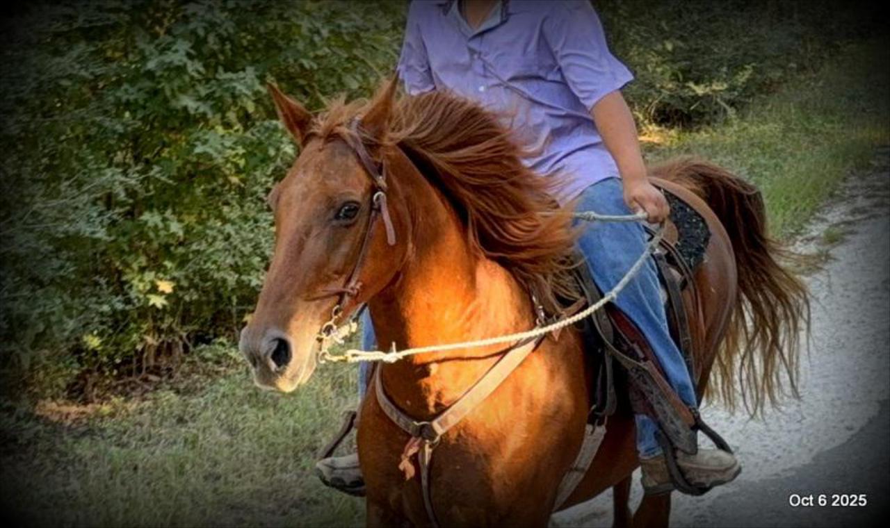🌹 Meet Missouri – The Mare That Makes Every Ride Feel Like Home 🌹