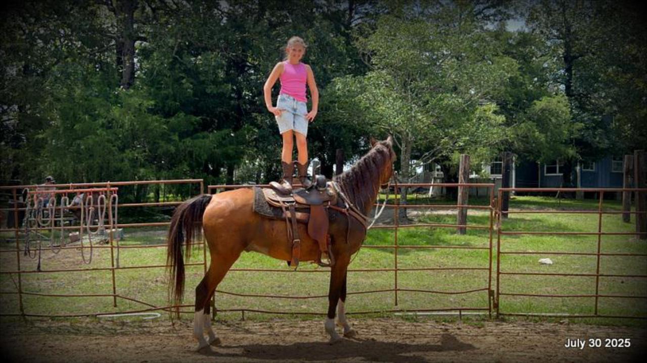 Cash- 11 Year Old Arabian Cross