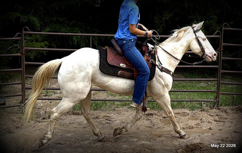 💚Prince💚Meet Prince: Your Dream Riding Partner! 👑