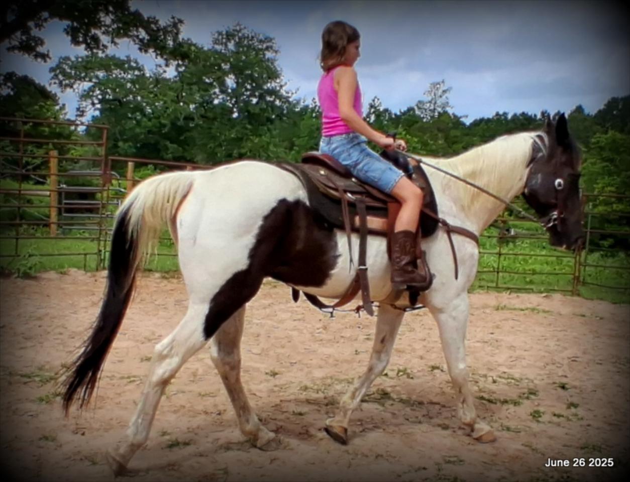 Meet Patrick – The Perfect Family Gelding!