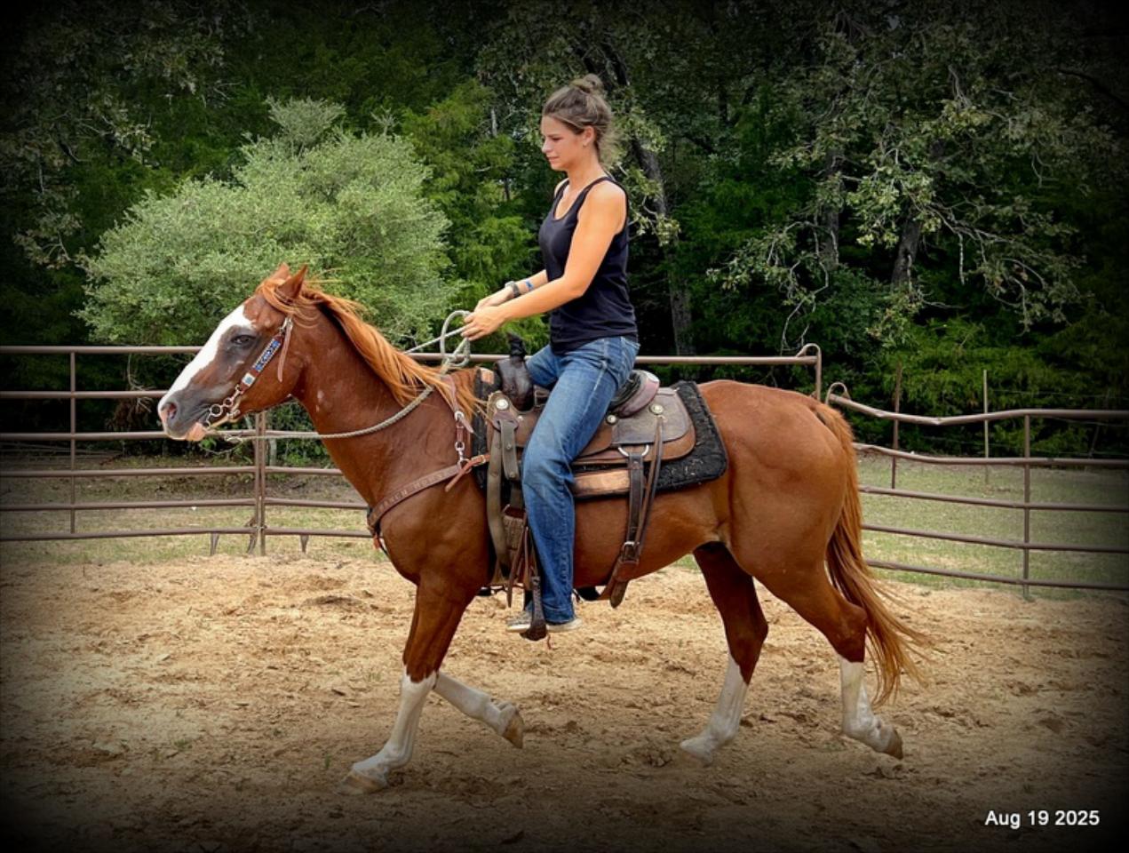 Cooper Amazing Beginners Horse