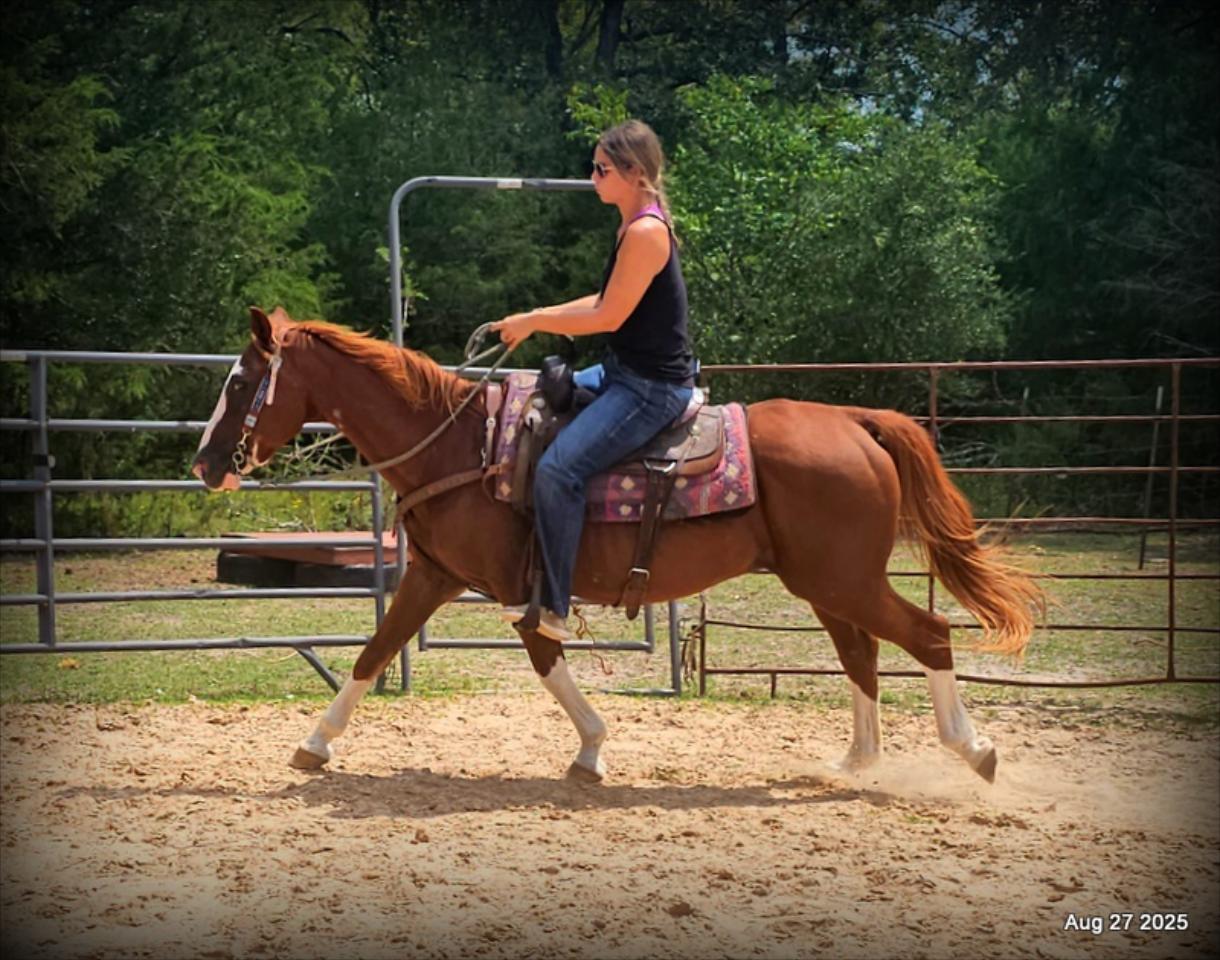 Cooper Amazing Beginners Horse