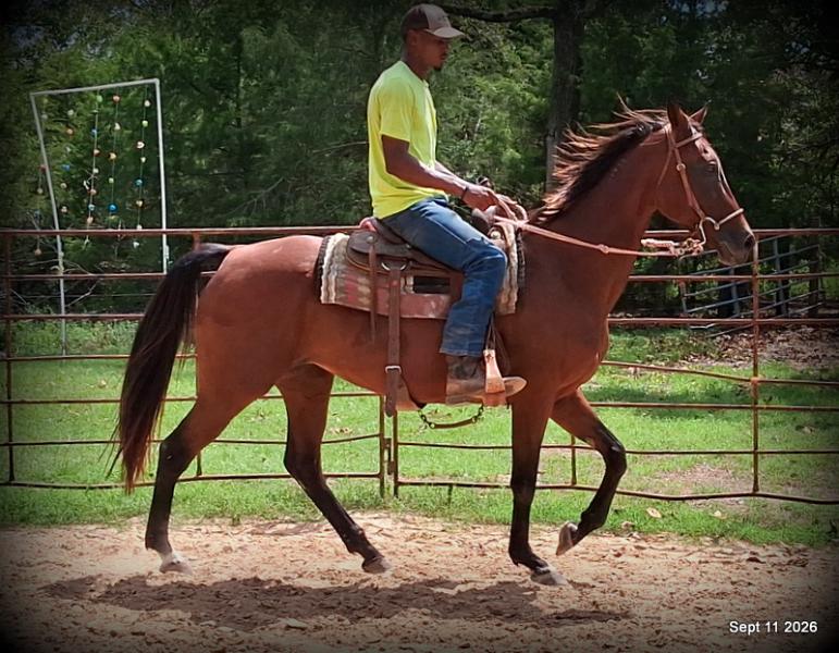 🧡 Jessica’s Beauty | Registered Standardbred Mare🧡