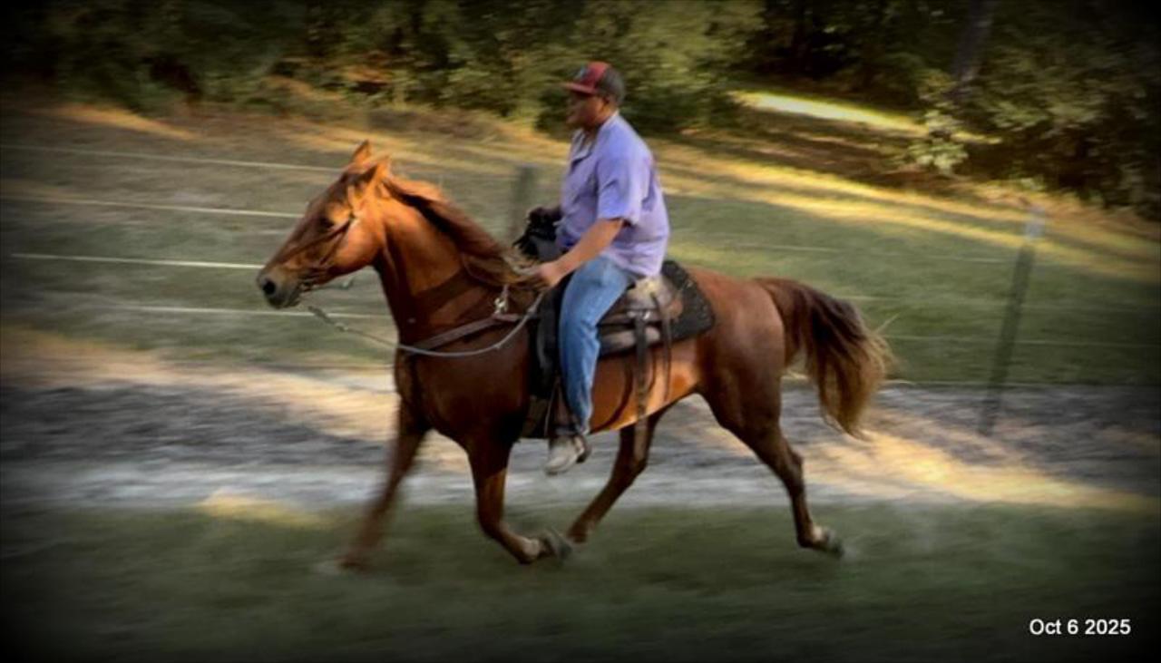🌹 Meet Missouri – The Mare That Makes Every Ride Feel Like Home 🌹