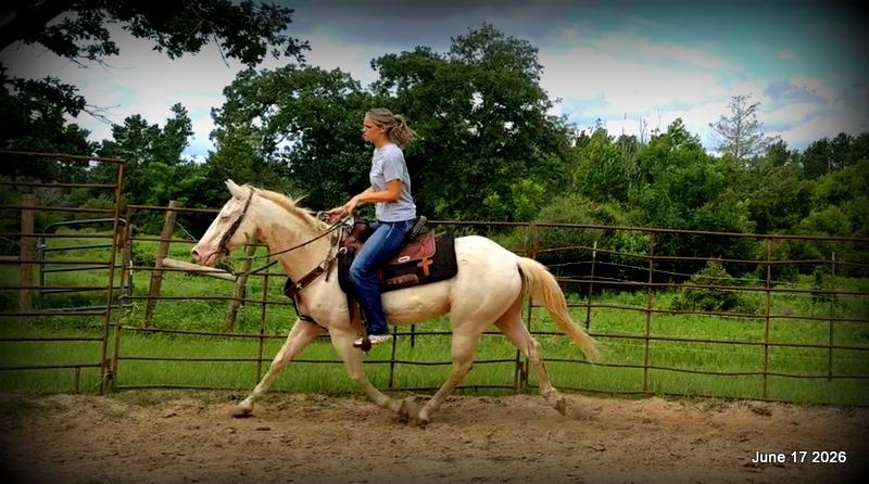💚Prince💚Meet Prince: Your Dream Riding Partner! 👑