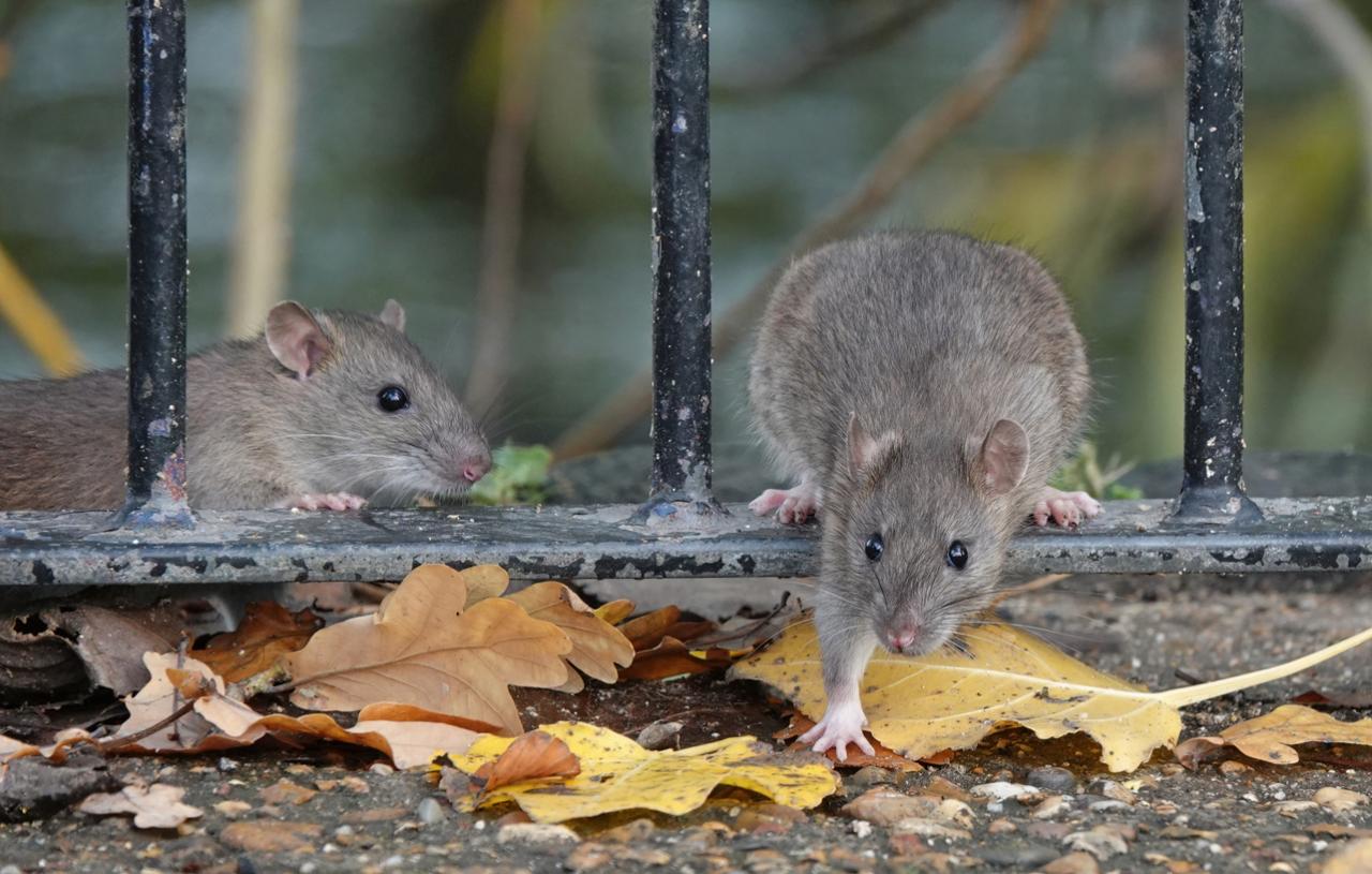 Rodent & Wildlife Control