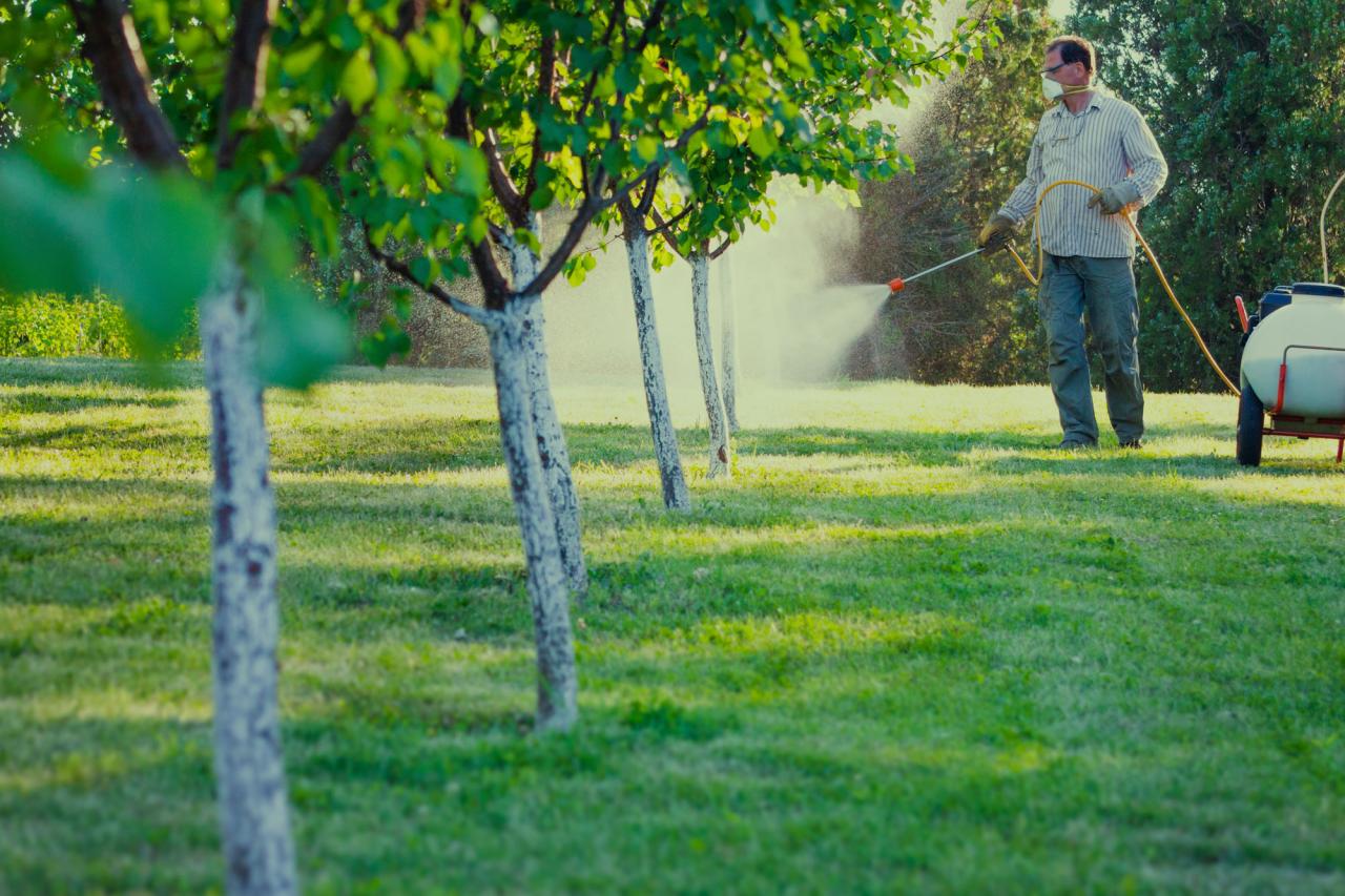 TREE SPRAYING