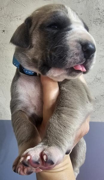 Blue Fawn Mantle Female