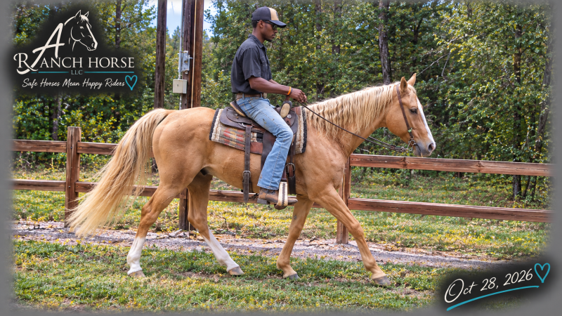 💚 DUKE 💚 KID SAFE & BEGINNER SAFE! 💚 BEAUTIFUL PALOMINO WITH A HEART OF GOLD! 🐴