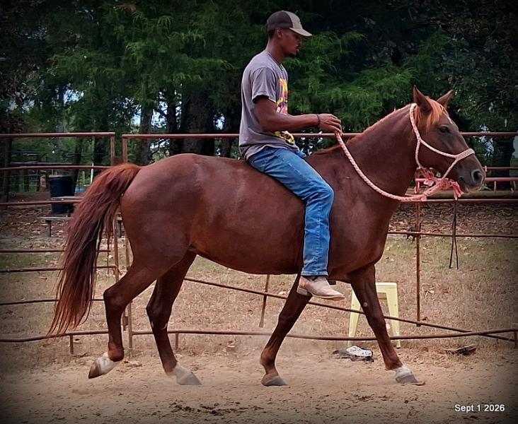 💚🐴 Cricket • Kid Safe & Beginner Safe Family Mare💚