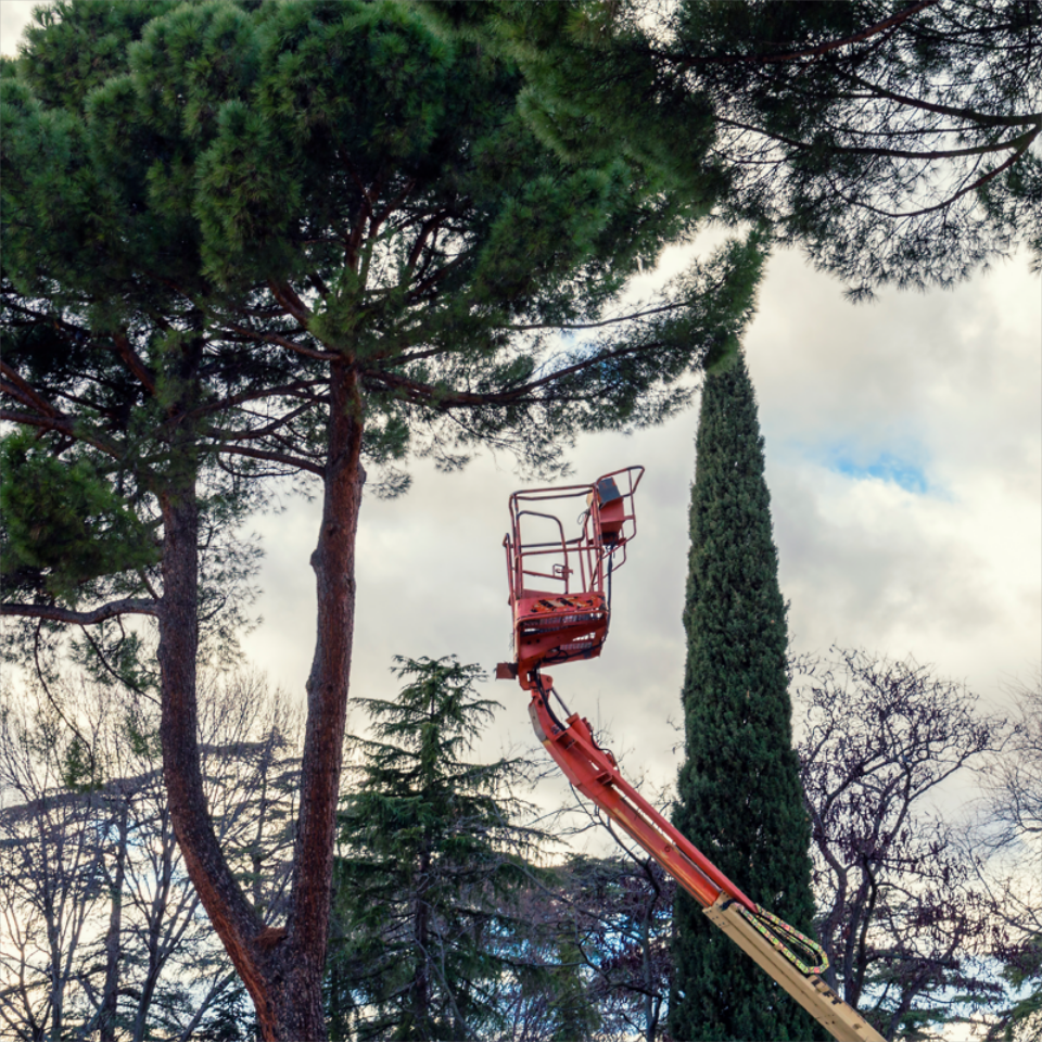 Tree Trimming & Pruning