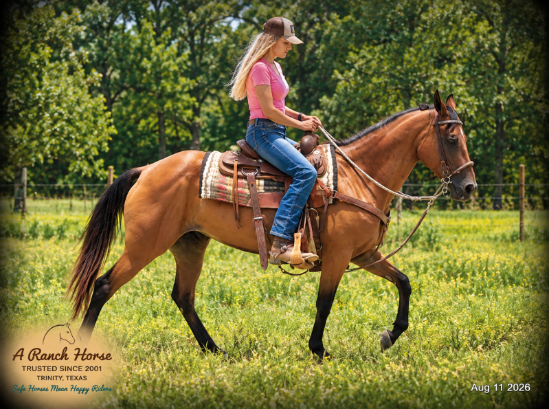 🧡🐴 Sable • Advanced Beginner, Family Friendly & Dependable Trail Mare 🧡