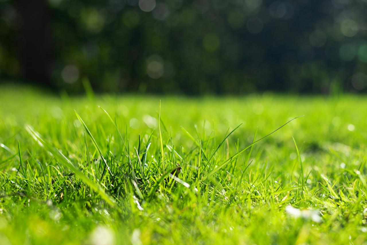 From Lawns to Palms, We’ve Got You Covered