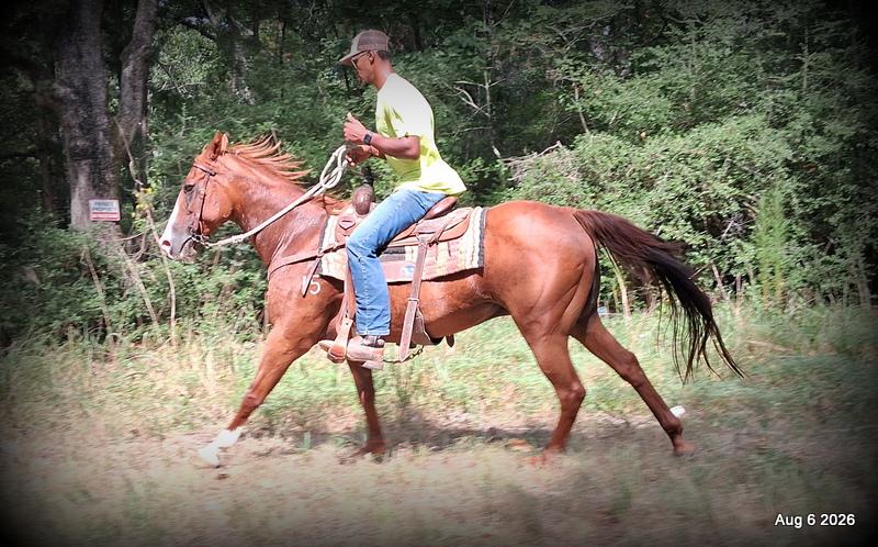 💛🐴 Scarlet • Ranch Experienced, Trail Ready & Ready to Ride💛