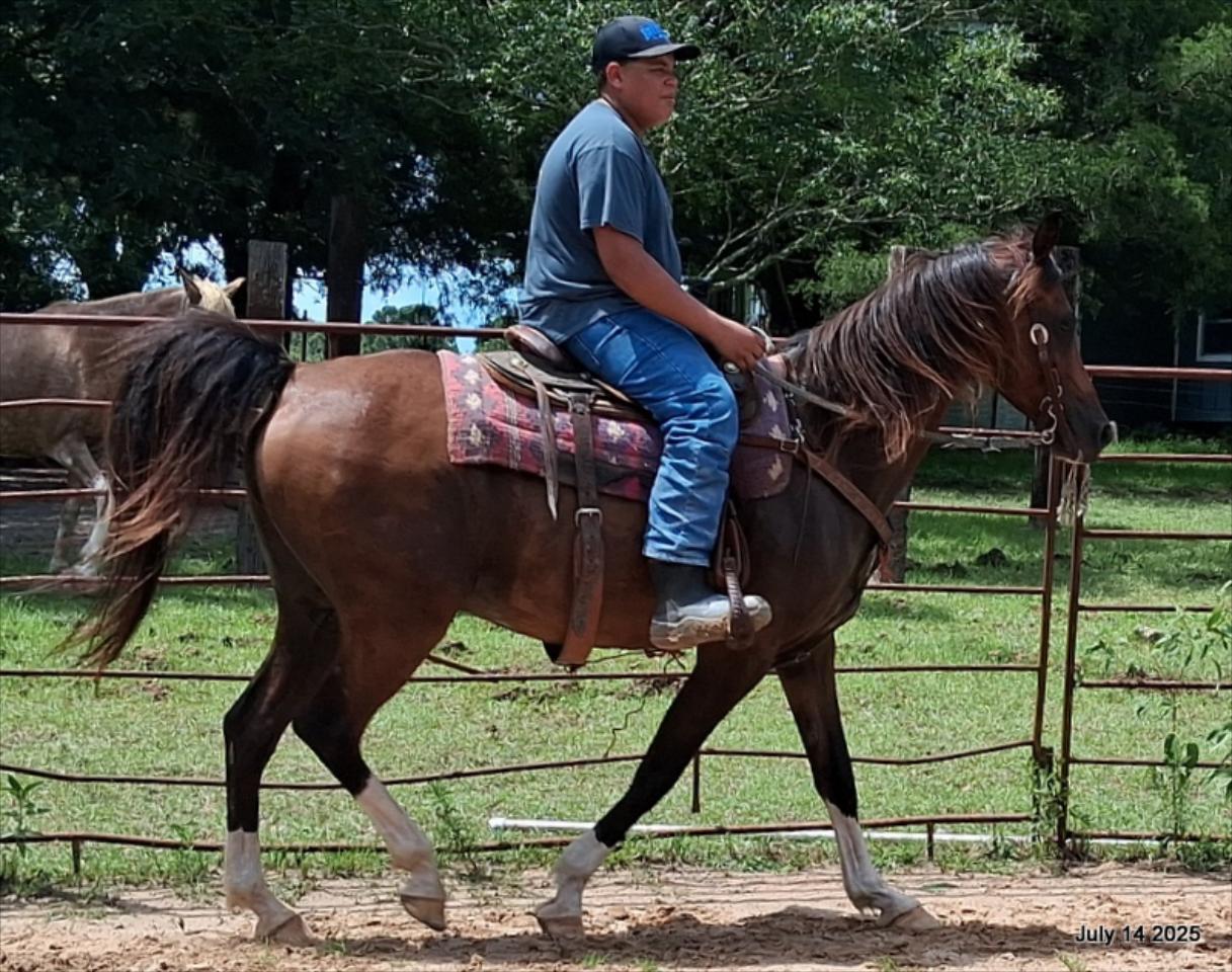 Cash- 11 Year Old Arabian Cross