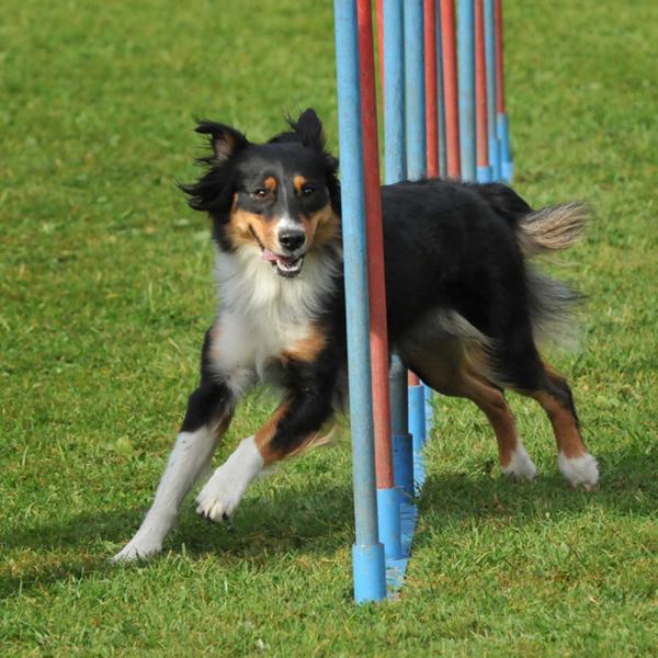 Obstacle &amp; Rally Training
