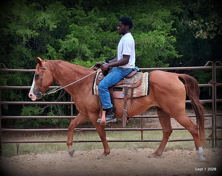 💚🐴 Brandy • Kid Safe, Family Safe & Dependable Quarter Horse Mare💚
