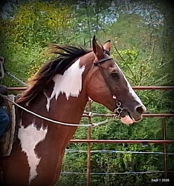 💛 🐴 Milly • Beginner Safe, Confident & Smooth Trail Mare💛