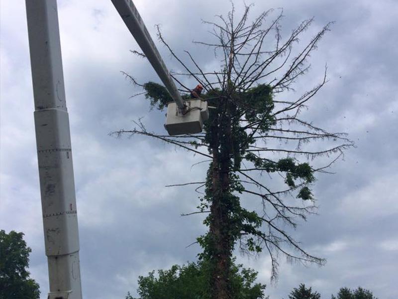 Tree Trimming