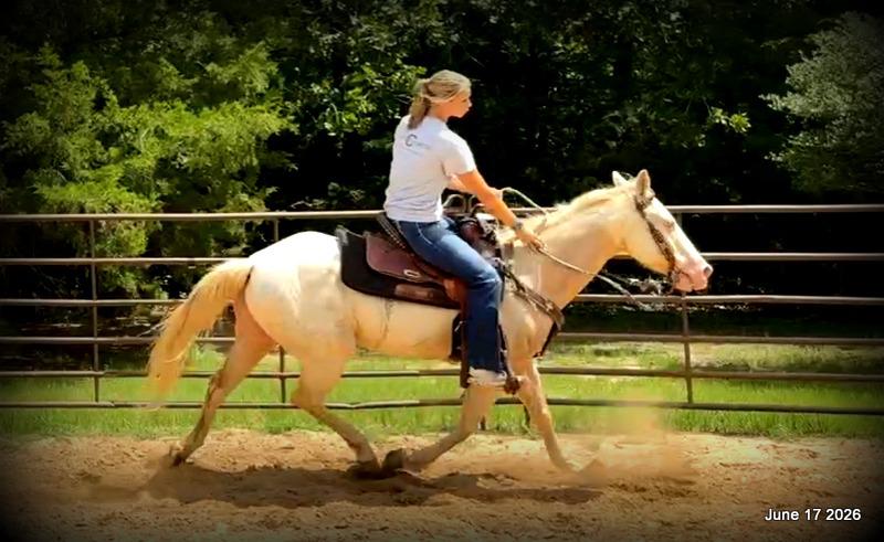 💚Prince💚Meet Prince: Your Dream Riding Partner! 👑