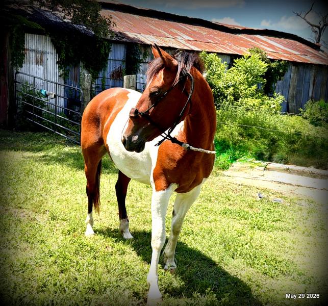 🧡Coca🧡Solid, Sensible Trail Mare 🌟
