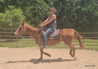 Belle’s Story: A Heart That Never Gave Up