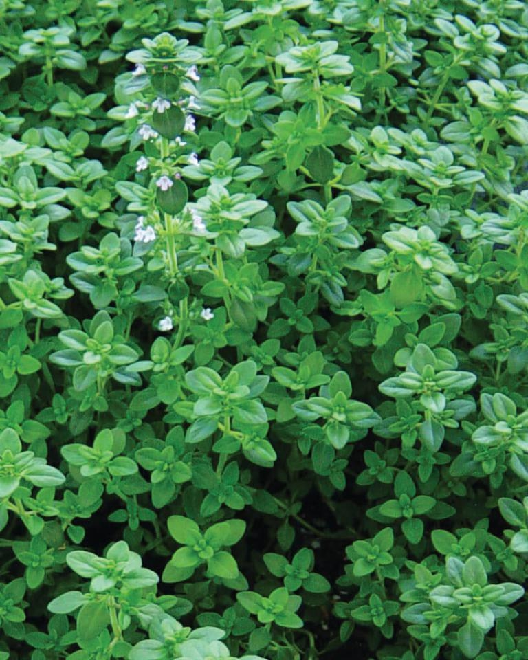 Thyme - Thyme For Everything™