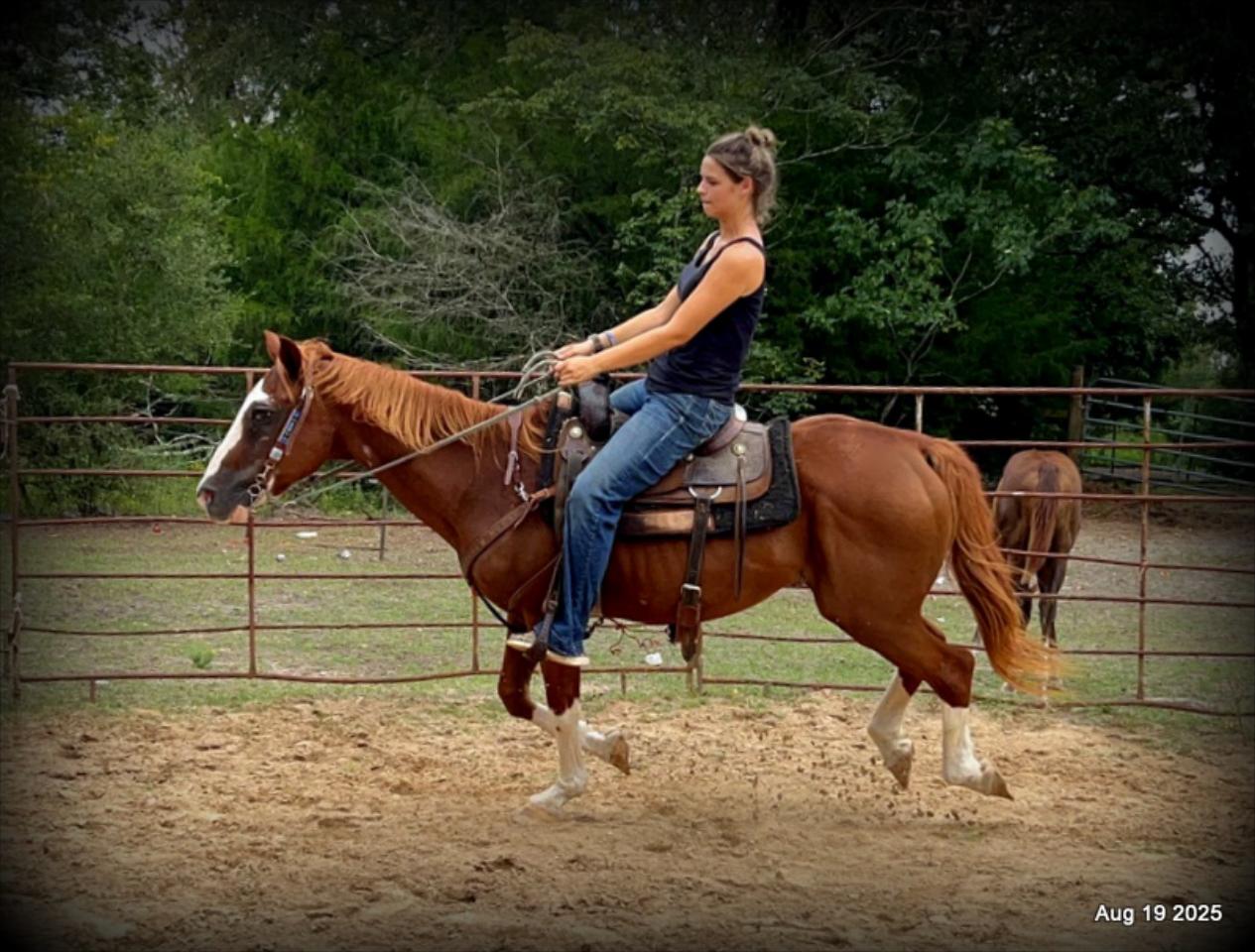 Cooper Amazing Beginners Horse