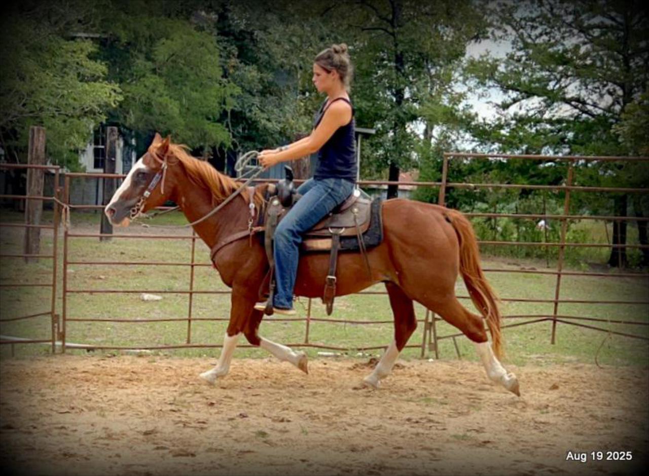 Cooper Amazing Beginners Horse