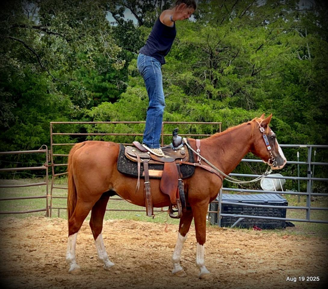 Cooper Amazing Beginners Horse