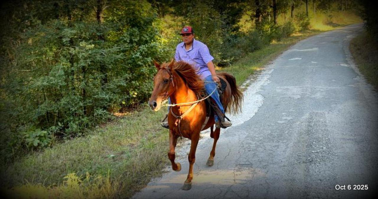 🌹 Meet Missouri – The Mare That Makes Every Ride Feel Like Home 🌹