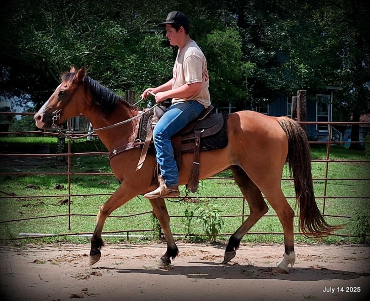 Bailey – Sweet Bay Gelding with a Heart of Gold