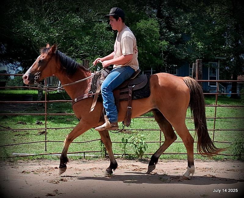 Bailey – Sweet Bay Gelding with a Heart of Gold