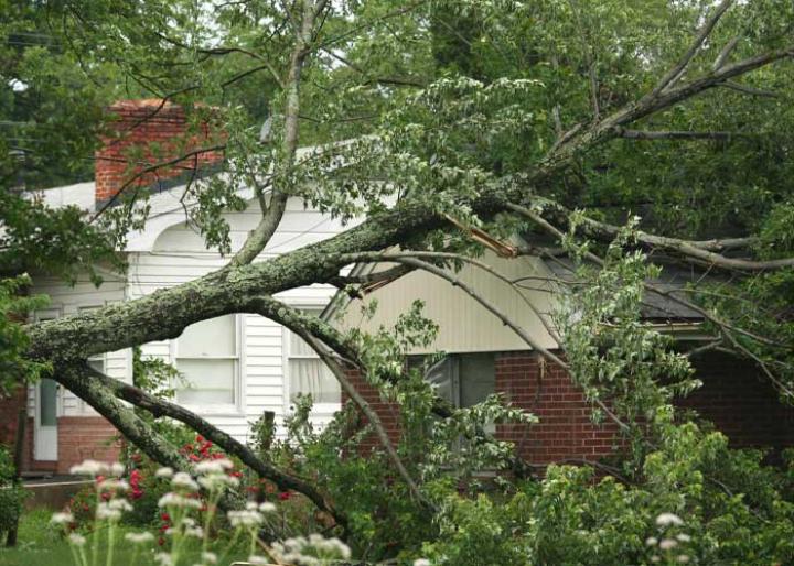 Tree Service Metairie, LA