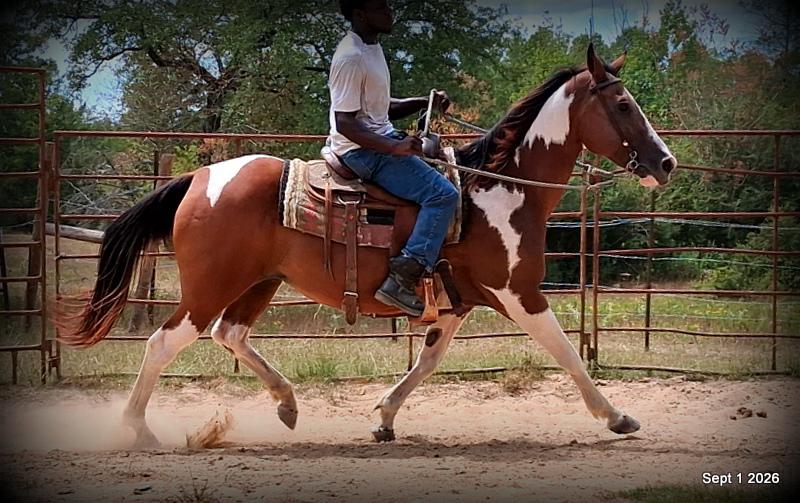 💛 🐴 Milly • Beginner Safe, Confident & Smooth Trail Mare💛