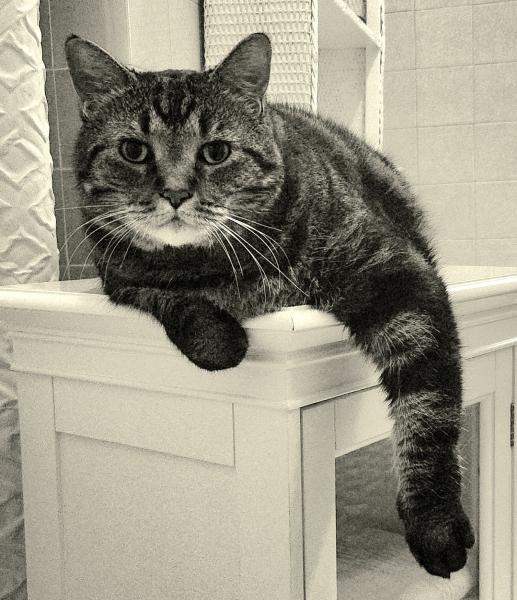 Send a gift/Donate to my site!