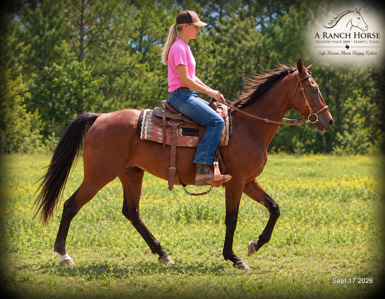 🧡 Jessica’s Beauty | English, Western & Trail Mare🧡