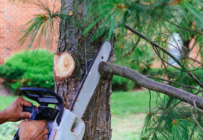 Tree Preservation Services 