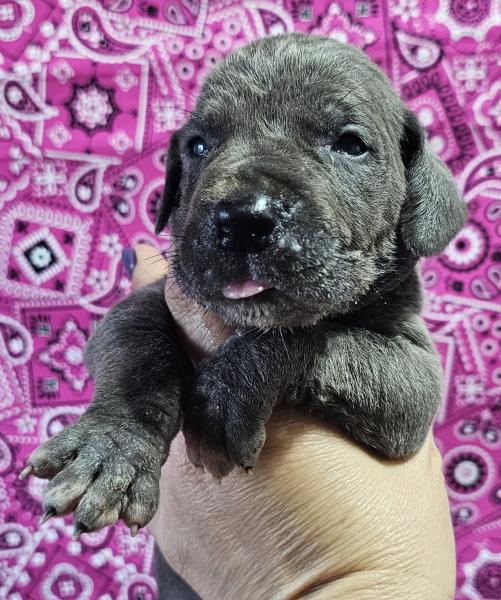 Blue Female Purple Collar