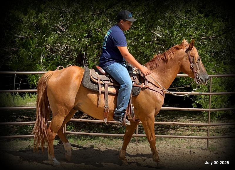 Smart Little Buzz AKA hawk