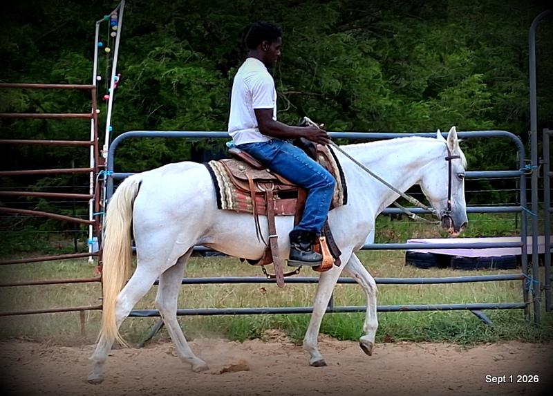 💛 🐴 Wisp • Beginner Safe, Smooth & Gentle Trail Mare 💛