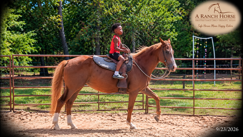 💚🐴 Blair • Kid Safe, Beginner Safe & Sweet Trail Mare💚
