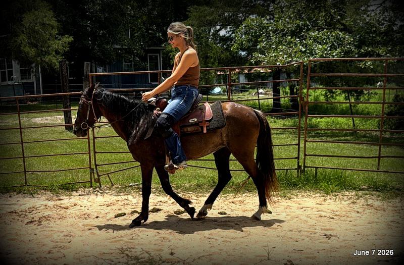 💛Bugs💛Smooth-Gaited Trail Mare 🌟