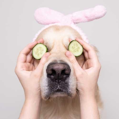 Pawsitive Experience