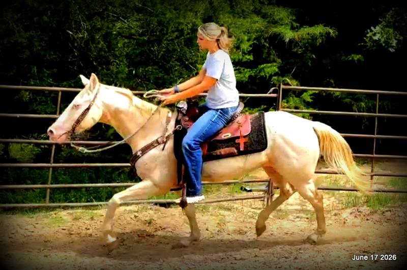 💚Prince💚Meet Prince: Your Dream Riding Partner! 👑