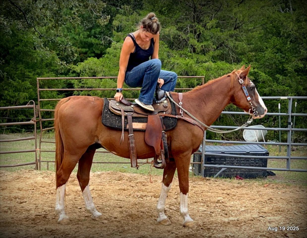 Cooper Amazing Beginners Horse