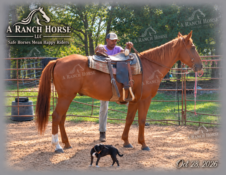 💚 BEAU 💚 THE BEAUTIFUL FAMILY-SAFE TRAIL GELDING