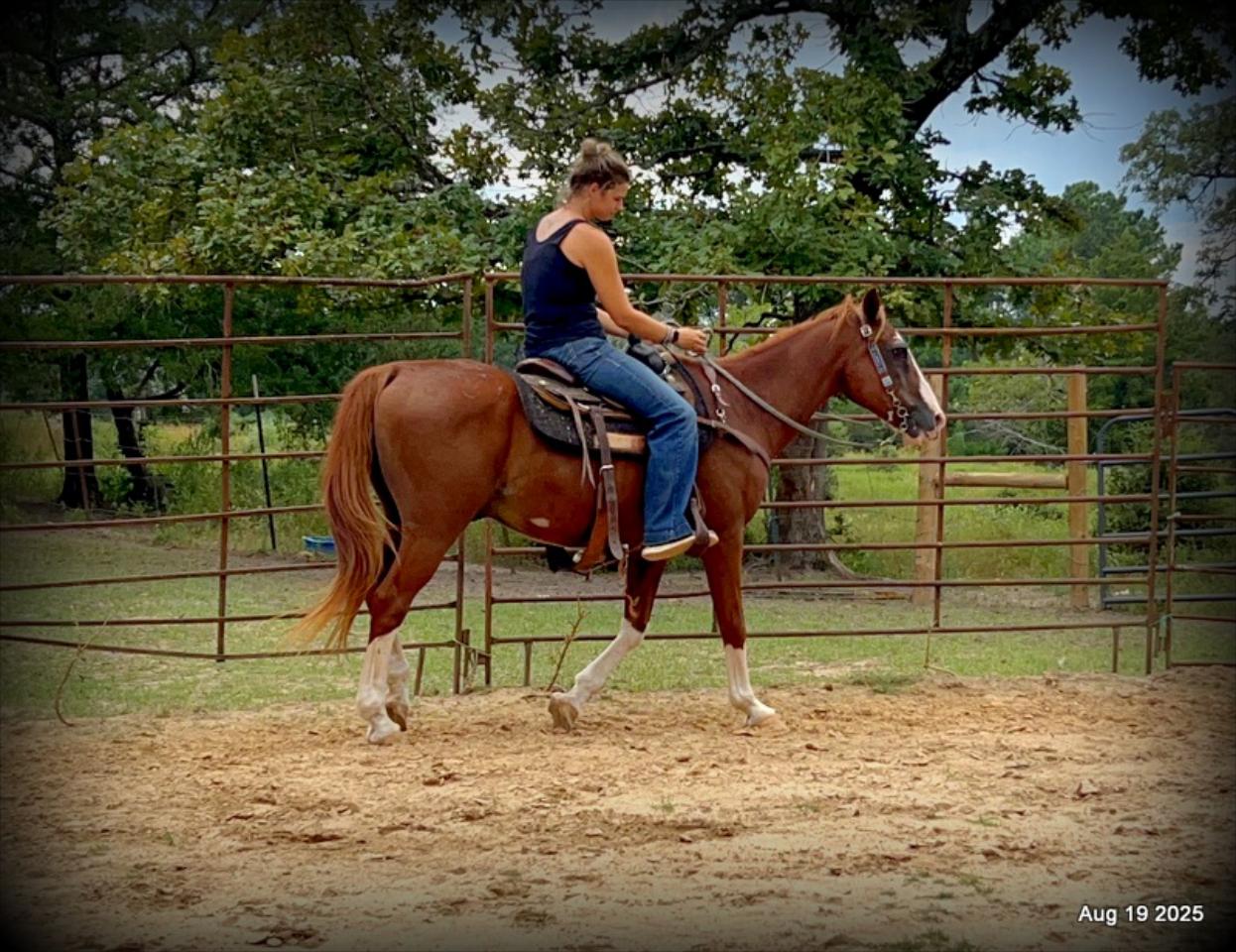 Cooper Amazing Beginners Horse