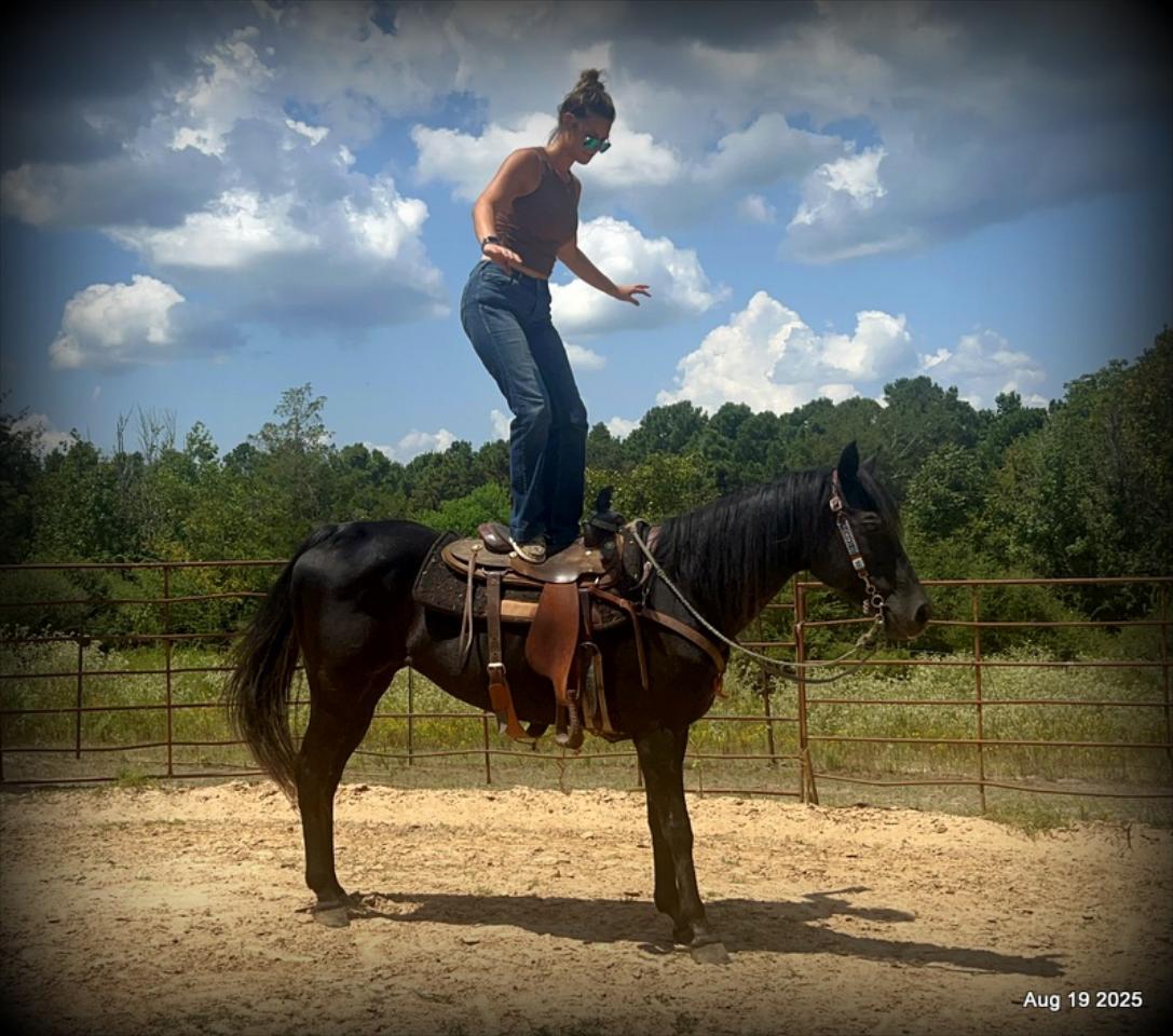 For Sale: Raven – 15-Year-Old Black Mare