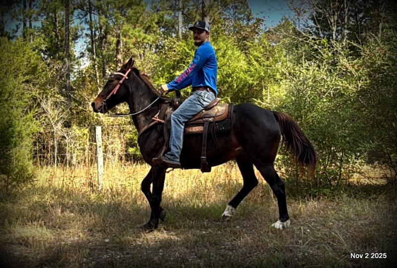 🧡Grace🧡 💔 ✨ The Underdog Who Deserves a Christmas Miracle ✨ 💔